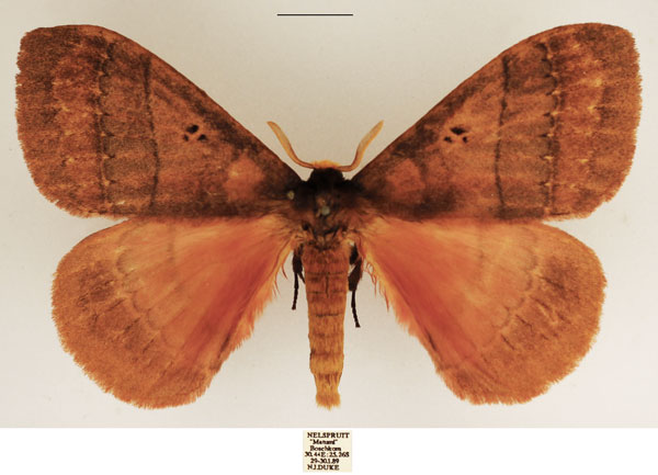 /filer/webapps/moths/media/images/R/rhodoptera_Rhodopteriana_AM_TMSA_02.jpg