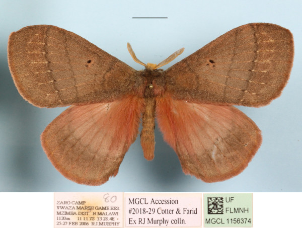 /filer/webapps/moths/media/images/R/rhodoptera_Rhodopteriana_A_MGCLa_01.jpg