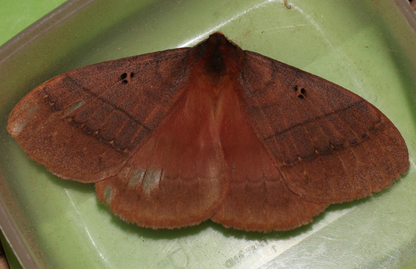 /filer/webapps/moths/media/images/R/rhodoptera_Rhodopteriana_A_Roland_01.jpg