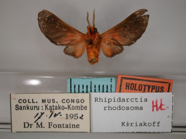 /filer/webapps/moths/media/images/R/rhodosoma_Rhipidarctia_HT_RMCA_02.jpg