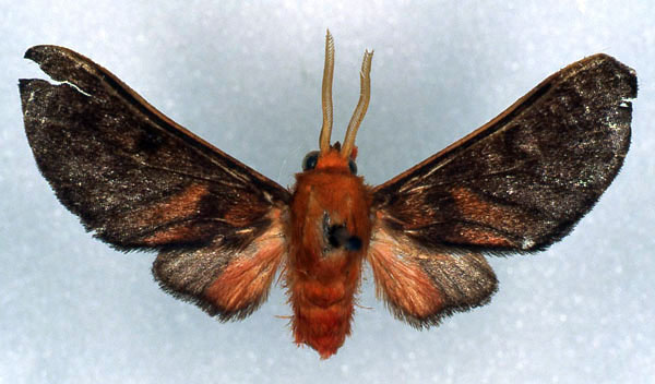 /filer/webapps/moths/media/images/R/rhodosoma_Rhipidarctia_HT_RMCA_03.jpg
