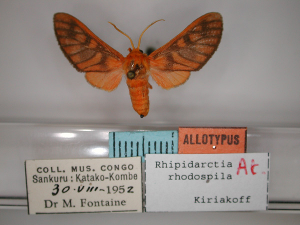 /filer/webapps/moths/media/images/R/rhodospila_Rhipidarctia_AT_RMCA_01.jpg