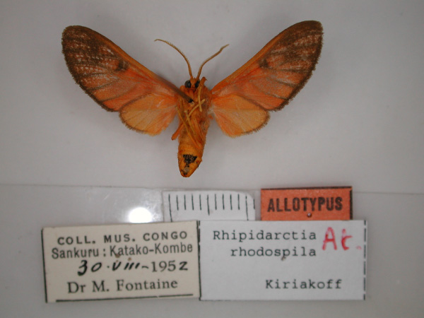 /filer/webapps/moths/media/images/R/rhodospila_Rhipidarctia_AT_RMCA_02.jpg
