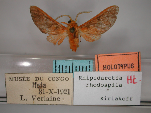 /filer/webapps/moths/media/images/R/rhodospila_Rhipidarctia_HT_RMCA_01.jpg