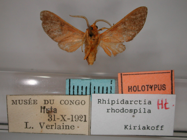 /filer/webapps/moths/media/images/R/rhodospila_Rhipidarctia_HT_RMCA_02.jpg
