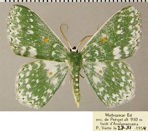 /filer/webapps/moths/media/images/R/rhodostigma_Epigelasma_AM_ZSMa.jpg