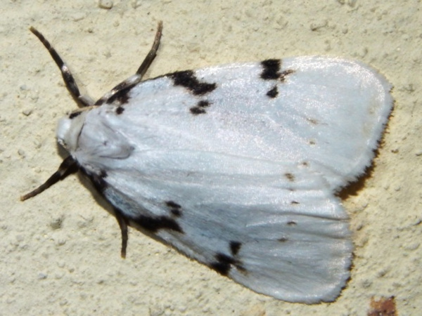 /filer/webapps/moths/media/images/R/rhodostriata_Cyana_A_Grobler.jpg