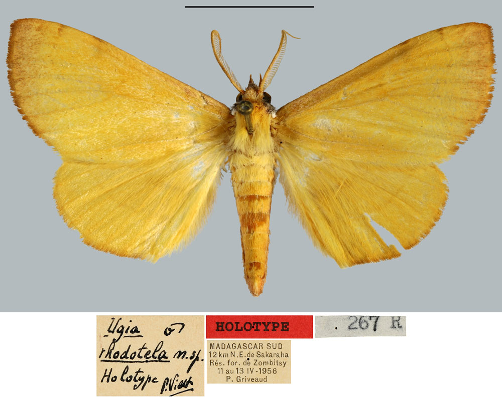 /filer/webapps/moths/media/images/R/rhodotela_Ugia_HT_MNHN.jpg