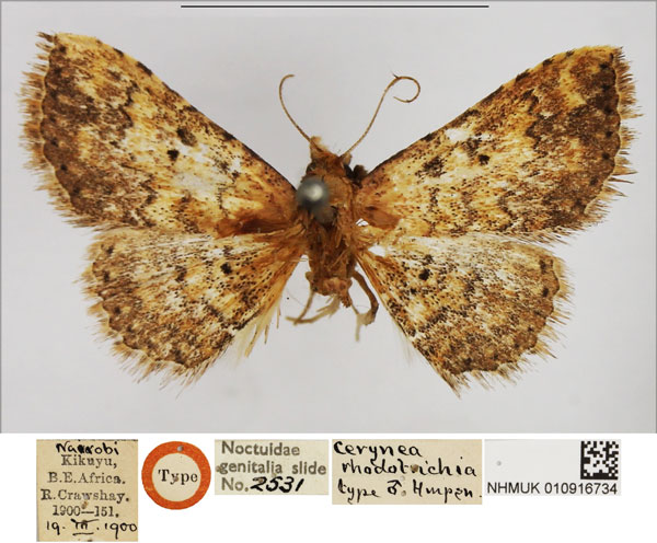/filer/webapps/moths/media/images/R/rhodotrichia_Cerynea_HT_NHMUK.jpg