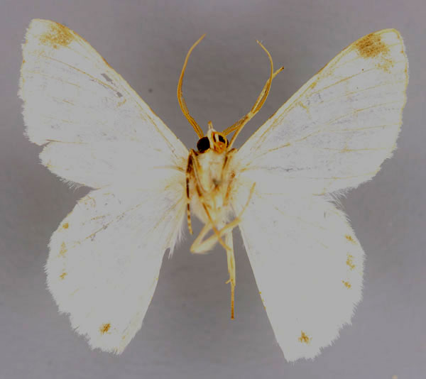 /filer/webapps/moths/media/images/R/rhodozona_Pingasa_A_ZSM_02.jpg
