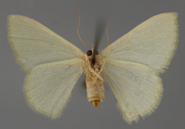 /filer/webapps/moths/media/images/R/rhoisaria_Phaiogramma_LT_ZSM_02.jpg