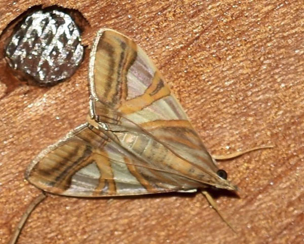 /filer/webapps/moths/media/images/R/rhombalis_Glyphodes_A_Klimsa_01.jpg