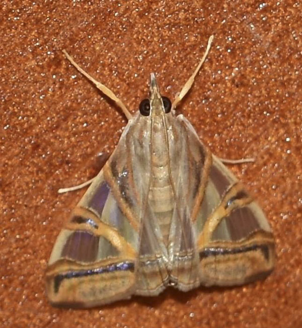 /filer/webapps/moths/media/images/R/rhombalis_Glyphodes_A_Klimsa_02.jpg