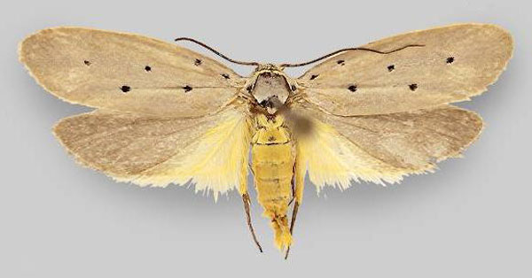 /filer/webapps/moths/media/images/R/rhomboidella_Ethmia_AF_ZMHB.jpg