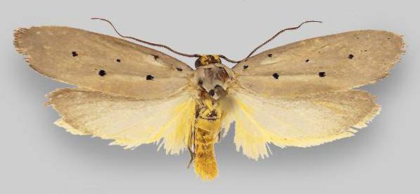 /filer/webapps/moths/media/images/R/rhomboidella_Ethmia_AM_ZMHB.jpg