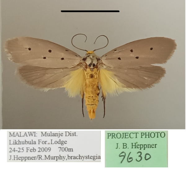 /filer/webapps/moths/media/images/R/rhomboidella_Ethmia_A_MGCLa_01.jpg
