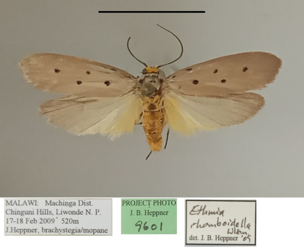 /filer/webapps/moths/media/images/R/rhomboidella_Ethmia_A_MGCLa_02.jpg