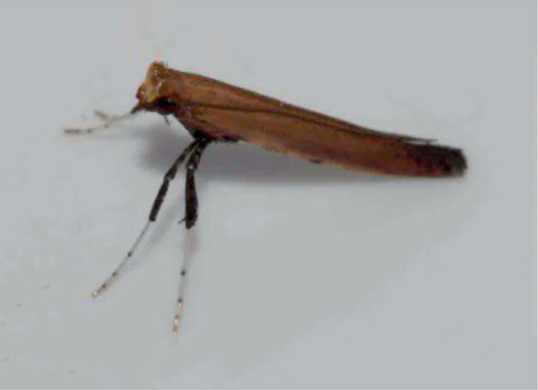 /filer/webapps/moths/media/images/R/rhusina_Caloptilia_A_Triberti-etal_2024_31.jpg