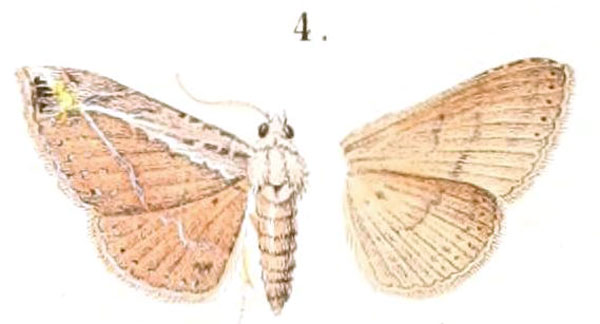 /filer/webapps/moths/media/images/R/rhynchalis_Hypena_HT_Snellen_5-4.jpg