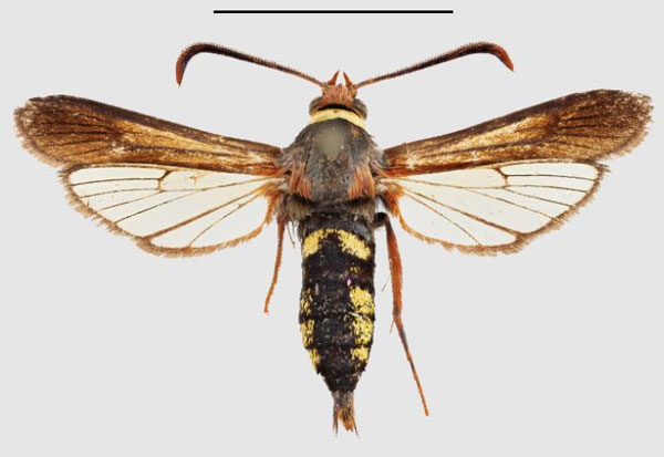 /filer/webapps/moths/media/images/R/rhynchiformis_Fortikona_HT_SMNSa.jpg