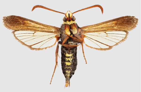 /filer/webapps/moths/media/images/R/rhynchiformis_Fortikona_HT_SMNSb.jpg