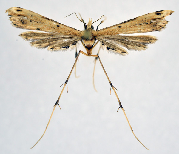 /filer/webapps/moths/media/images/R/rhyncholoba_Platyptilia_A_NHMO_01.jpg