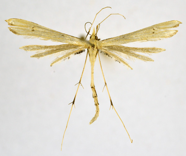 /filer/webapps/moths/media/images/R/rhyncholoba_Platyptilia_A_NHMO_02.jpg