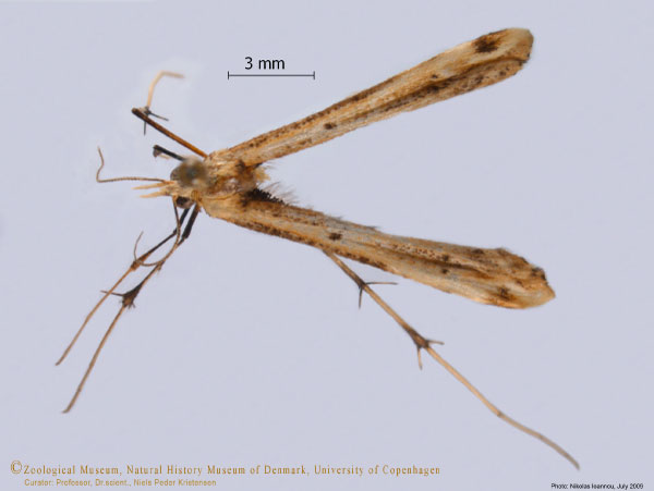 /filer/webapps/moths/media/images/R/rhyncholoba_Platyptilia_A_ZMUC.jpg