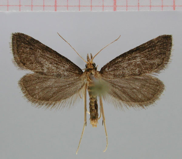 /filer/webapps/moths/media/images/R/rhynchopalpata_Flohtschapa_PT_ZMHB.jpg