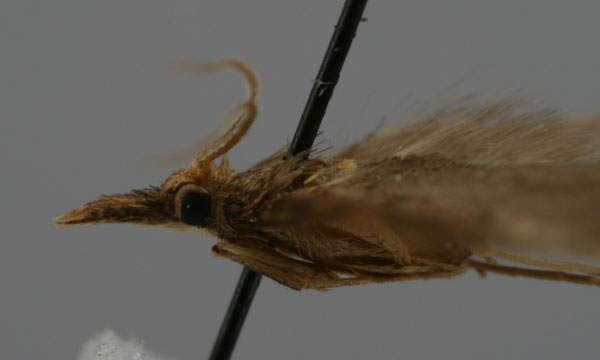/filer/webapps/moths/media/images/R/rhynchopalpata_Flohtschapa_PT_ZMHB_02.jpg