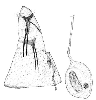 /filer/webapps/moths/media/images/R/rhynchosiae_Phyllonorycter_GF_DePrins.jpg