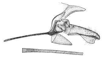 /filer/webapps/moths/media/images/R/rhynchosiae_Phyllonorycter_GM_DePrins.jpg