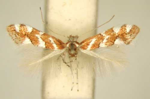 /filer/webapps/moths/media/images/R/rhynchosiae_Phyllonorycter_PT_TMSA6380.jpg