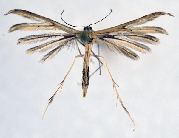 /filer/webapps/moths/media/images/R/rhyparias_Pterophorus_A_NHMO_01.jpg