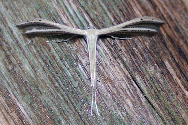 /filer/webapps/moths/media/images/R/rhyparias_Pterophorus_A_Simon.jpg