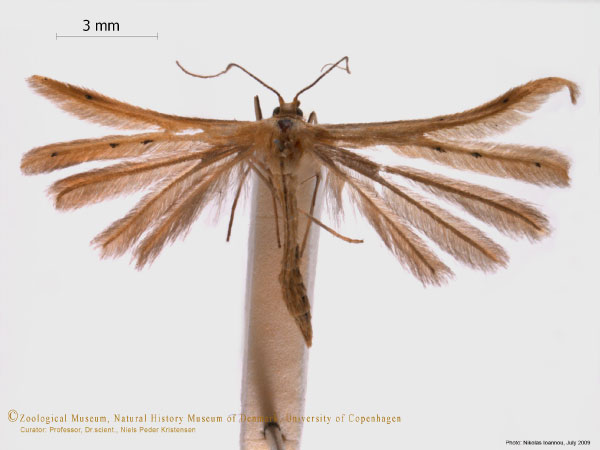 /filer/webapps/moths/media/images/R/rhyparias_Pterophorus_A_ZMUC.jpg
