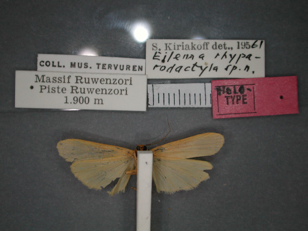 /filer/webapps/moths/media/images/R/rhyparodactyla_Architosia_HT_RMCA_02.jpg