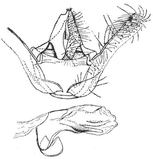 /filer/webapps/moths/media/images/R/rhytisma_Plinthograptis_GMHT_ISEA.jpg