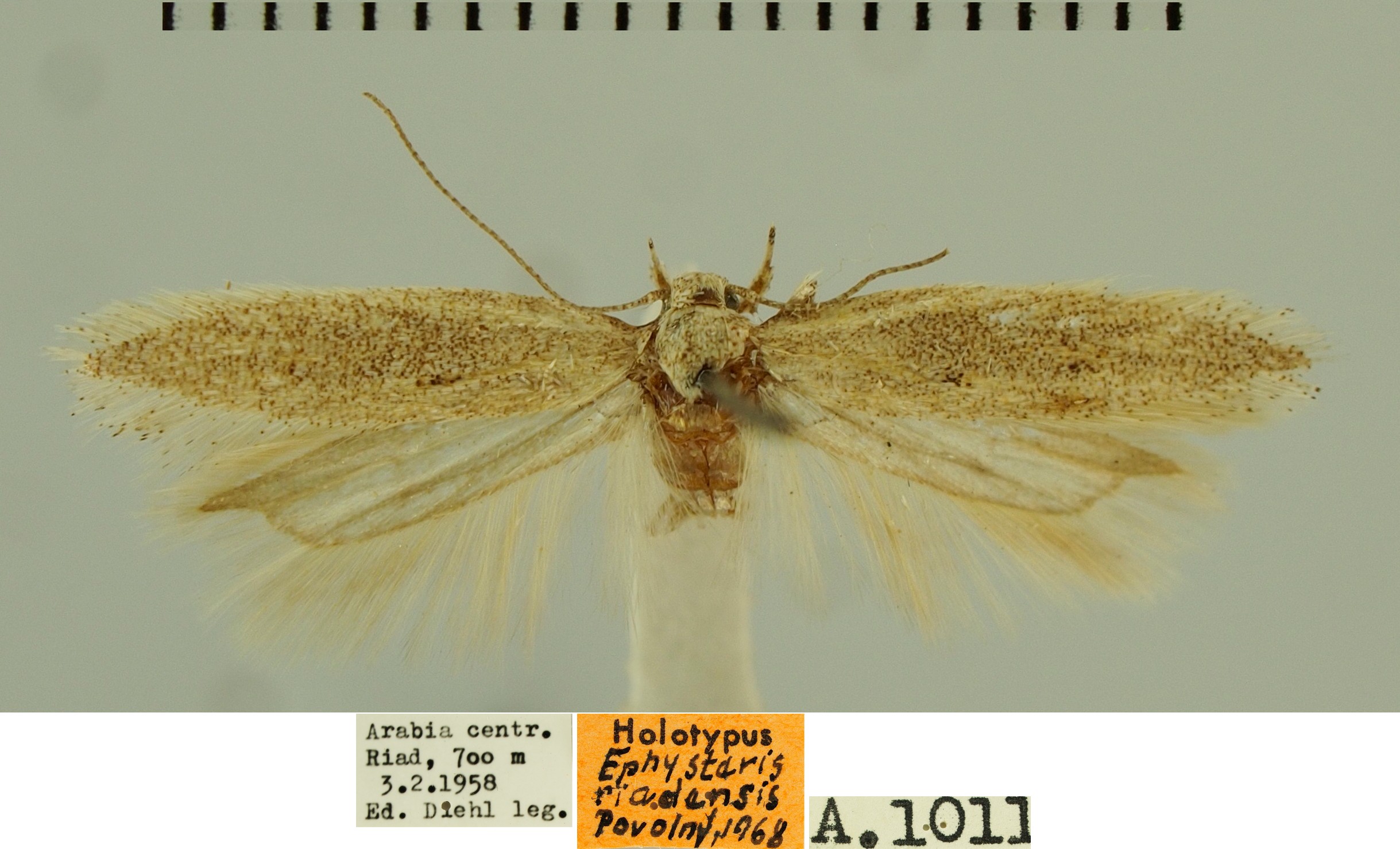 /filer/webapps/moths/media/images/R/riadensis_Ephysteris_MHT_SMNK.jpg