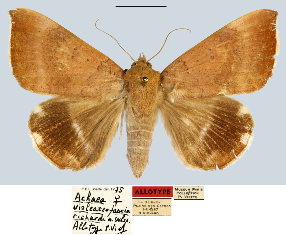 /filer/webapps/moths/media/images/R/richardi_Achaea_AT_MNHN.jpg