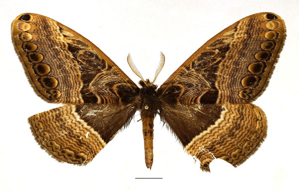 /filer/webapps/moths/media/images/R/richinii_Dactyloceras_AM_Basquin_01.jpg