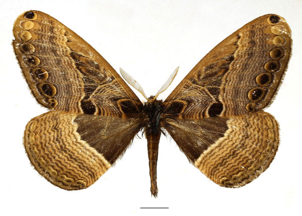 /filer/webapps/moths/media/images/R/richinii_Dactyloceras_AM_Basquin_02.jpg