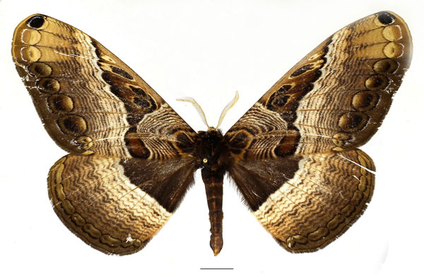 /filer/webapps/moths/media/images/R/richinii_Dactyloceras_AM_Basquin_03.jpg