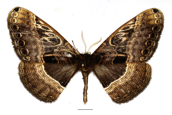 /filer/webapps/moths/media/images/R/richinii_Dactyloceras_AM_Basquin_04.jpg