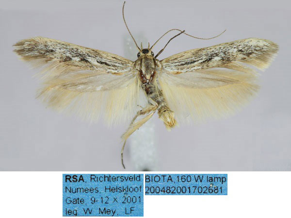 /filer/webapps/moths/media/images/R/richtersveldensis_Haploscythris_HT_TMSA_jMcSMnB.jpg