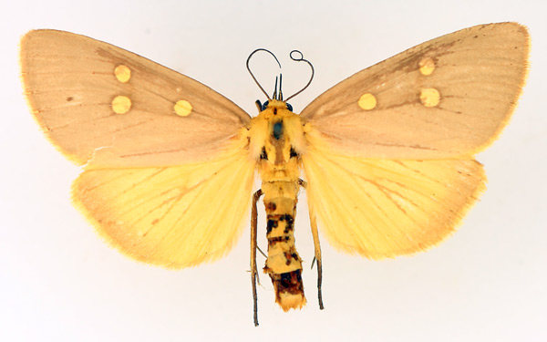 /filer/webapps/moths/media/images/R/ridens_Rhanidophora_AF_TMSA_01.jpg