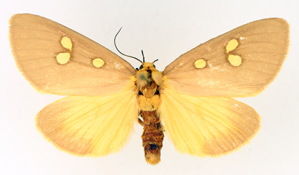 /filer/webapps/moths/media/images/R/ridens_Rhanidophora_AF_TMSA_02.jpg