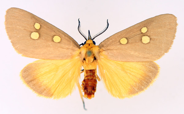 /filer/webapps/moths/media/images/R/ridens_Rhanidophora_AM_TMSA_02.jpg