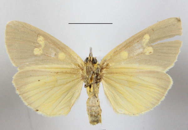 /filer/webapps/moths/media/images/R/ridens_Rhanidophora_A_MGCLb_01.JPG