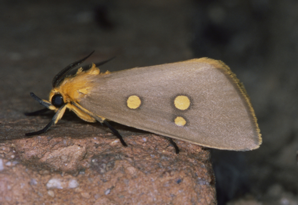 /filer/webapps/moths/media/images/R/ridens_Rhanidophora_A_Roland_01.jpg